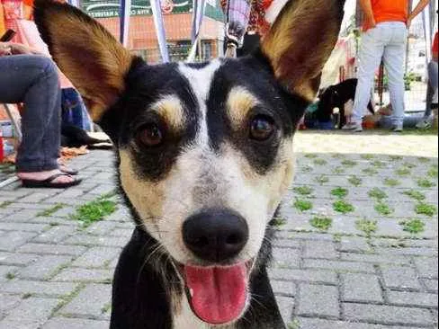 Cachorro ra a srd idade  nome Estrela
