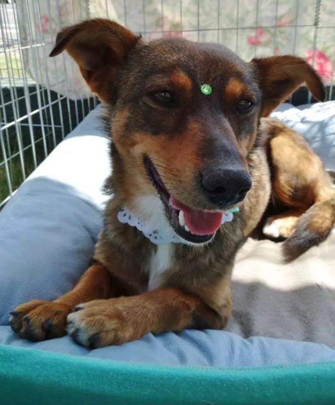 Cachorro ra a SRD idade 2 anos nome Valéria
