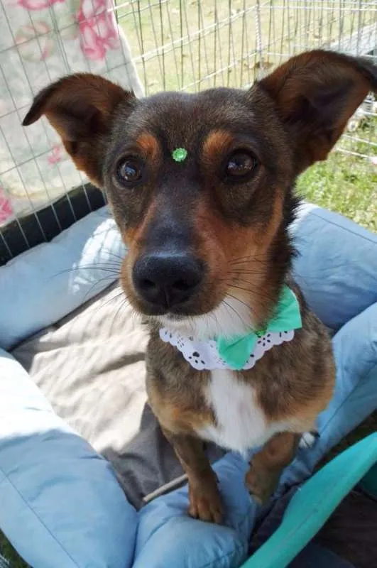 Cachorro ra a SRD idade 2 anos nome Valéria