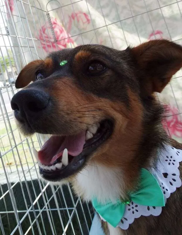 Cachorro ra a SRD idade 2 anos nome Valéria