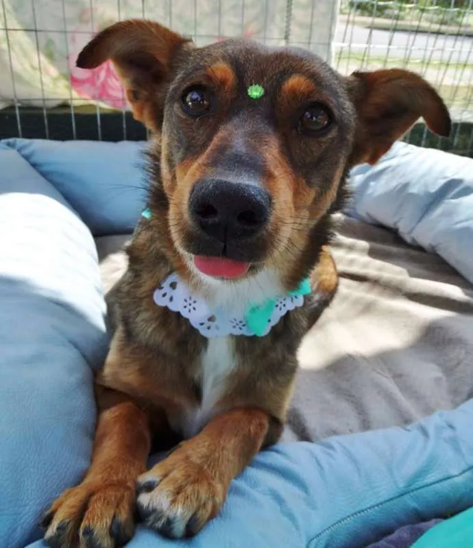 Cachorro ra a SRD idade 2 anos nome Valéria