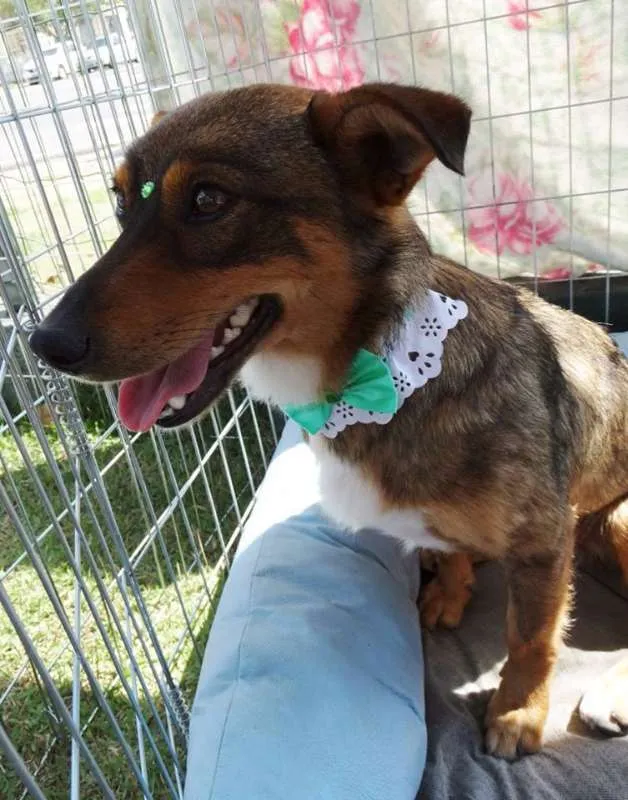 Cachorro ra a SRD idade 2 anos nome Valéria