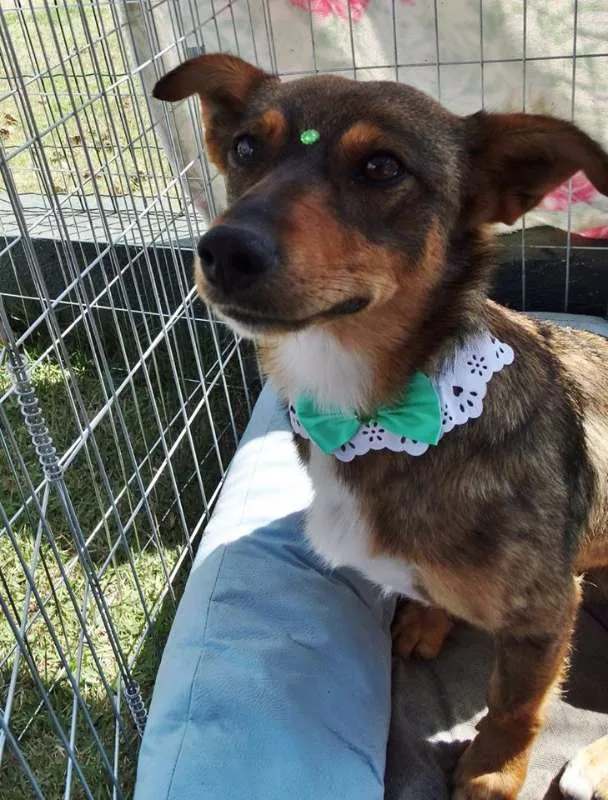Cachorro ra a SRD idade 2 anos nome Valéria