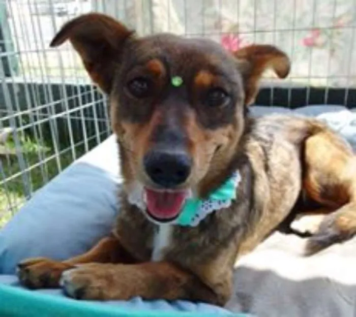 Cachorro ra a SRD idade 2 anos nome Valéria