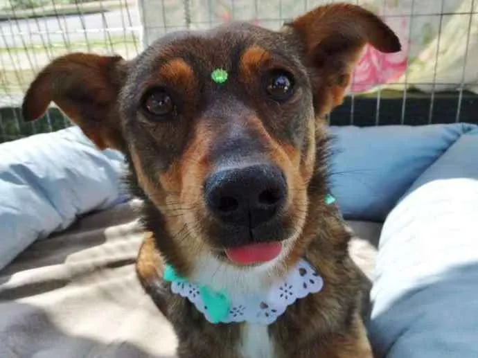 Cachorro ra a SRD idade 2 anos nome Valéria