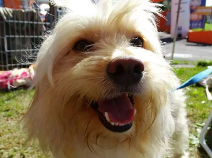 Cachorro ra a srd idade 2 anos nome Duque