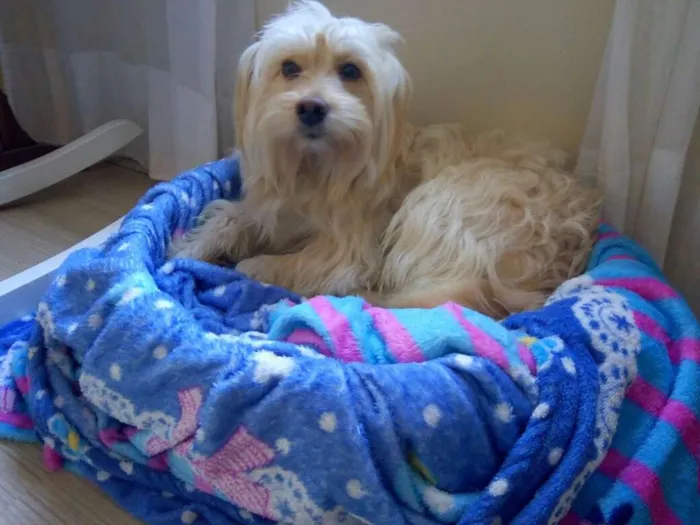 Cachorro ra a srd idade 2 anos nome Duque