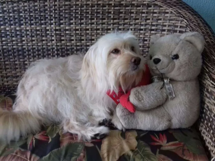 Cachorro ra a srd idade 2 anos nome Duque