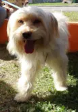 Duque