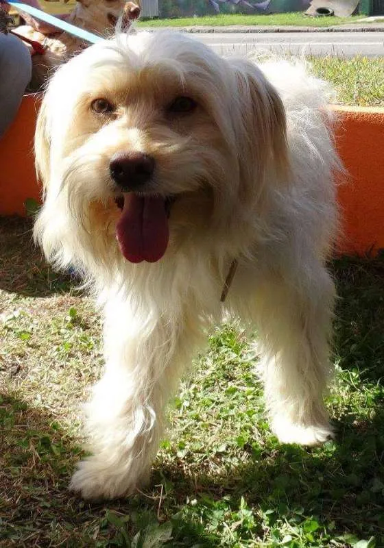 Cachorro ra a srd idade 2 anos nome Duque