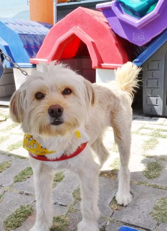Cachorro ra a srd idade 2 anos nome Duque