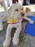 Duque