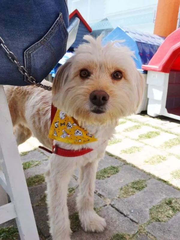 Cachorro ra a srd idade 2 anos nome Duque