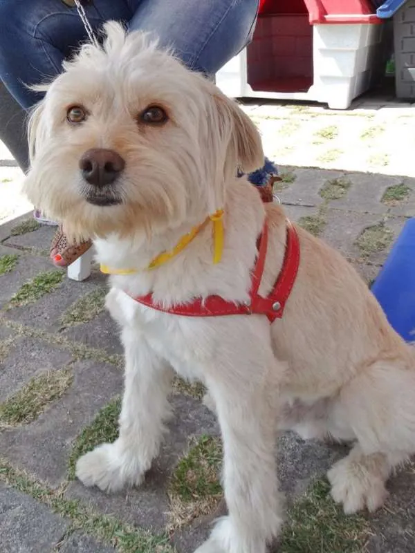 Cachorro ra a srd idade 2 anos nome Duque
