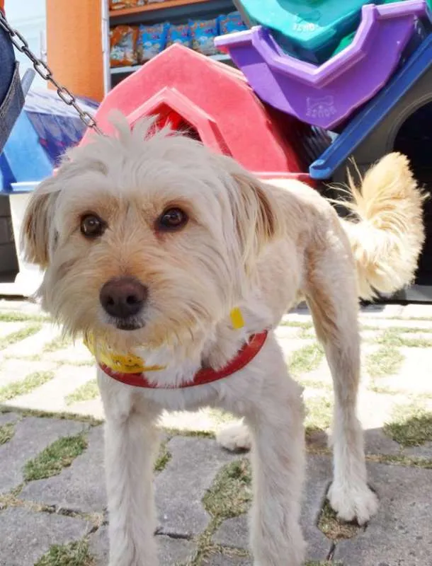 Cachorro ra a srd idade 2 anos nome Duque
