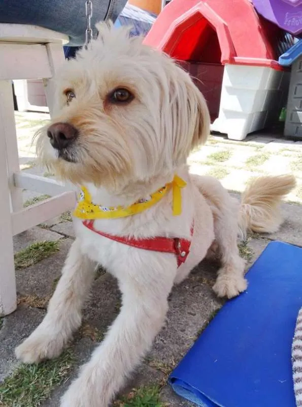 Cachorro ra a srd idade 2 anos nome Duque