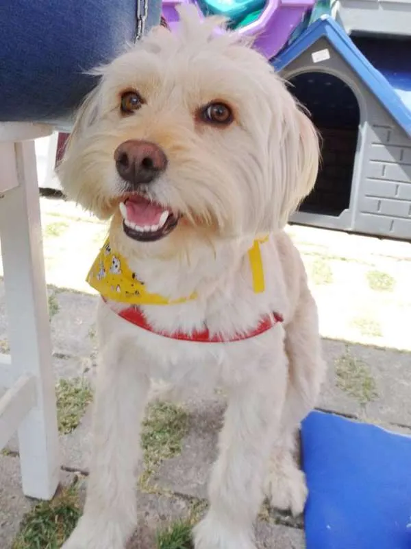 Cachorro ra a srd idade 2 anos nome Duque