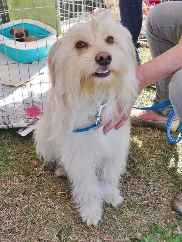 Cachorro ra a srd idade 2 anos nome Duque