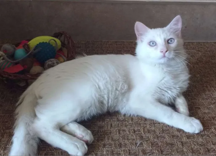 Gato ra a SRD idade 2 a 6 meses nome Snow