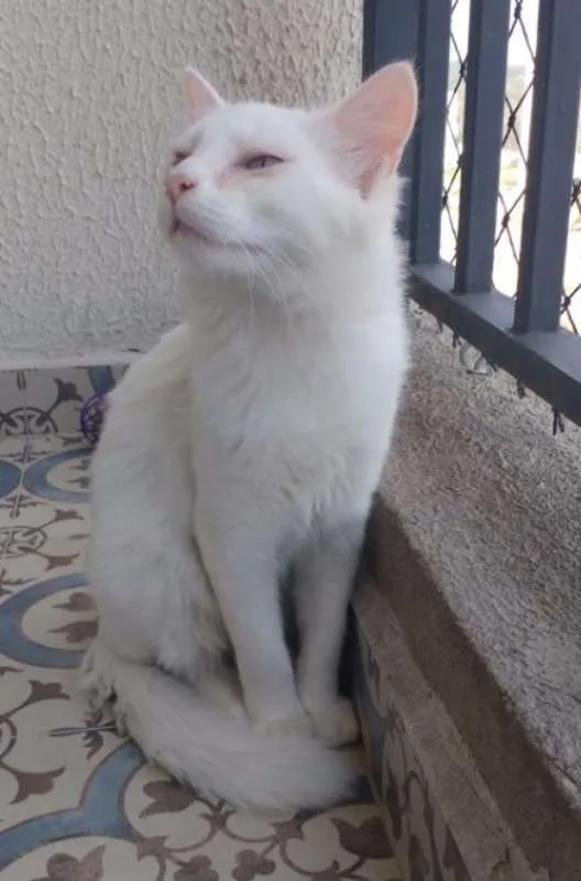 Gato ra a SRD idade 2 a 6 meses nome Snow