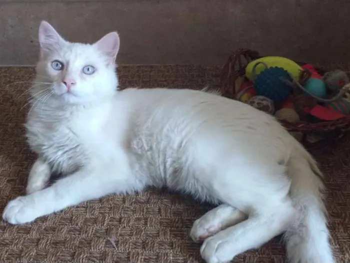 Gato ra a SRD idade 2 a 6 meses nome Snow