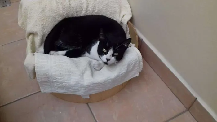 Gato ra a SRD idade 1 ano nome Levada
