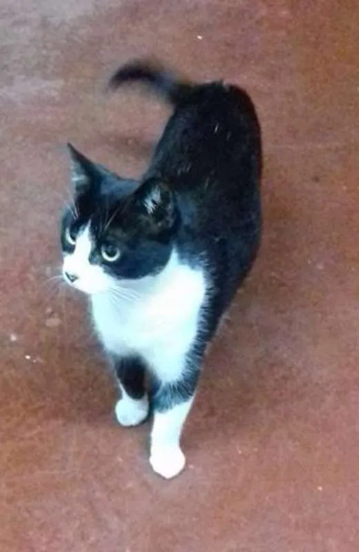 Gato ra a SRD idade 1 ano nome Levada