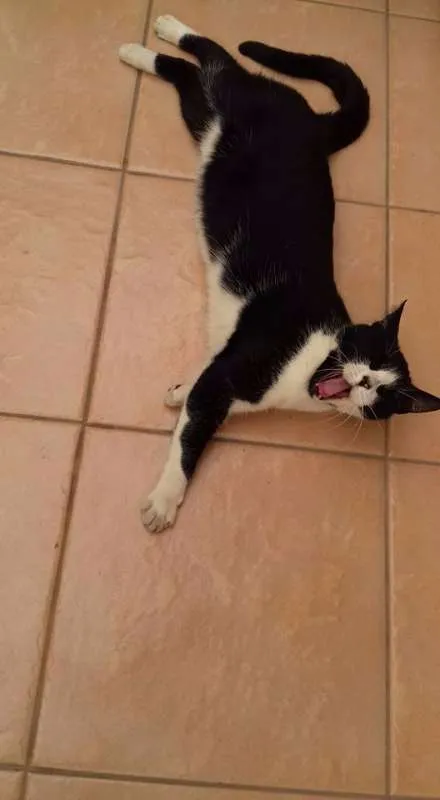Gato ra a SRD idade 1 ano nome Levada