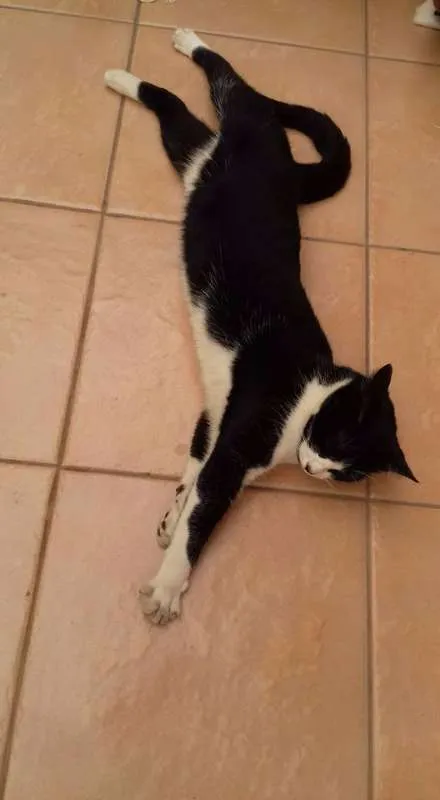 Gato ra a SRD idade 1 ano nome Levada