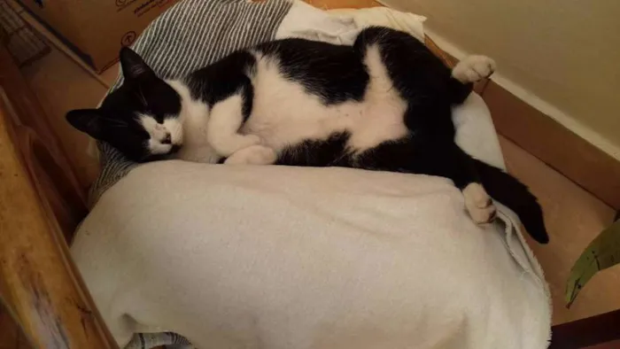Gato ra a SRD idade 1 ano nome Levada