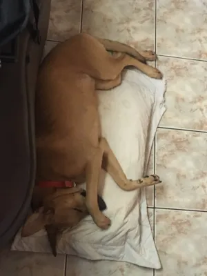 Cachorro raça Viralata idade 7 a 11 meses nome Dori 