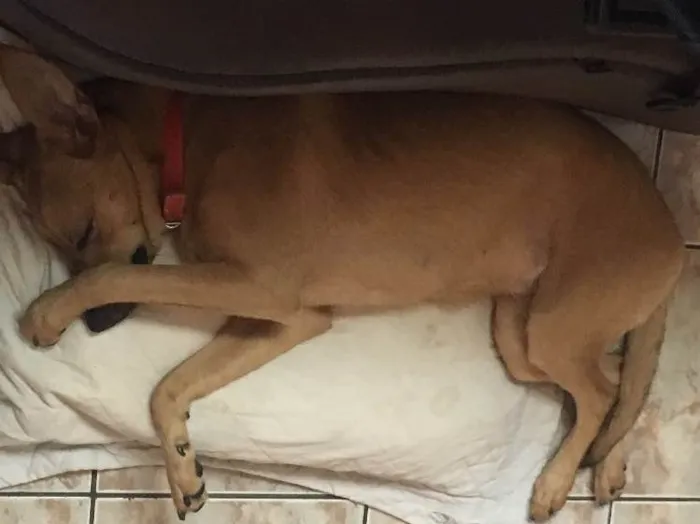 Cachorro ra a Viralata idade 7 a 11 meses nome Dori 