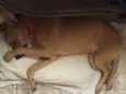 Dori