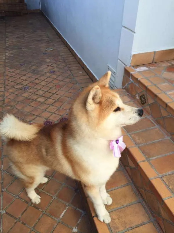 Cachorro ra a Akita idade 6 ou mais anos nome Yumi