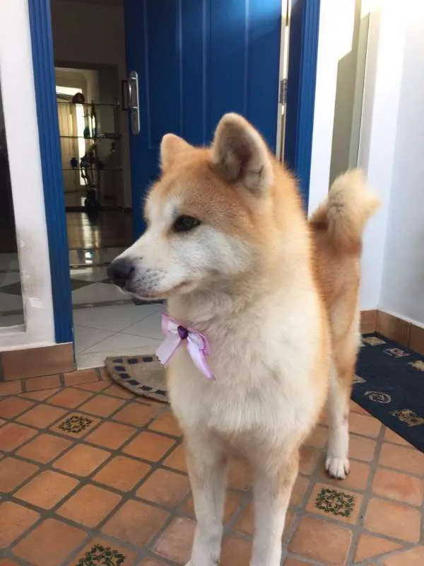 Cachorro ra a Akita idade 6 ou mais anos nome Yumi