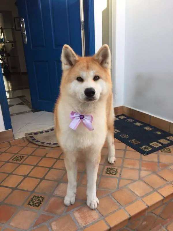 Cachorro ra a Akita idade 6 ou mais anos nome Yumi