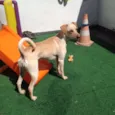 Pit Pet