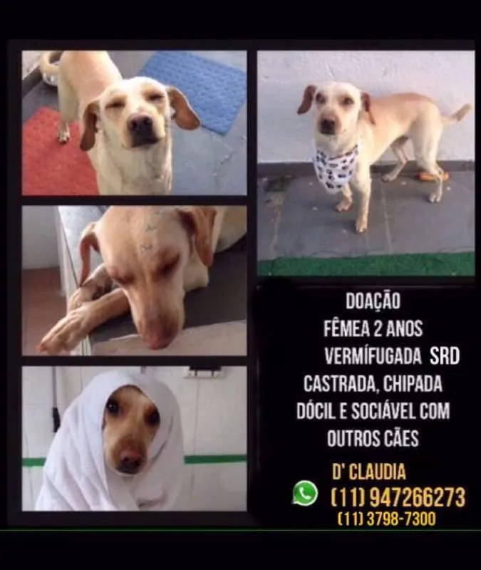 Cachorro ra a SRD idade 2 anos nome Pit Pet