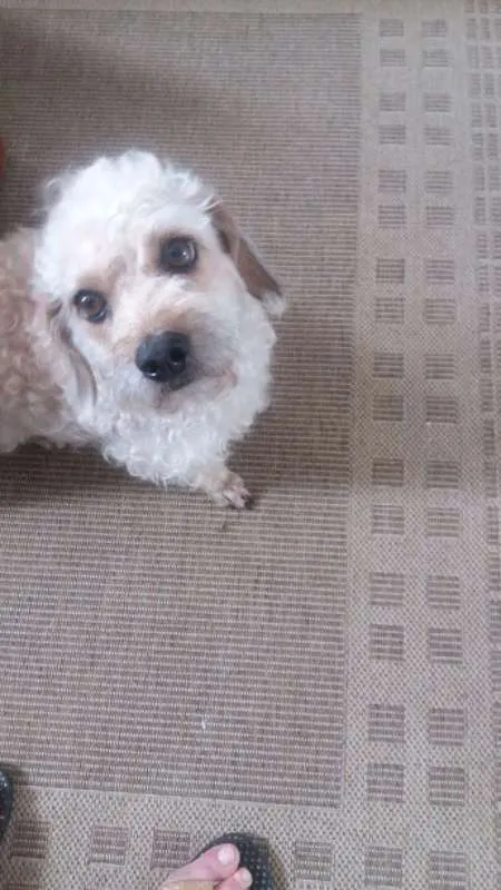 Cachorro ra a  idade 3 anos nome PETEKA