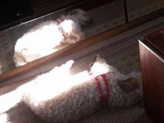 Cachorro ra a  idade 3 anos nome PETEKA