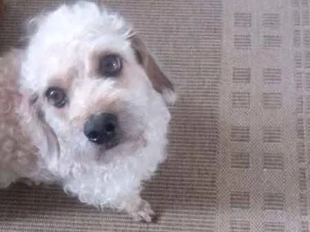 Cachorro ra a  idade 3 anos nome PETEKA