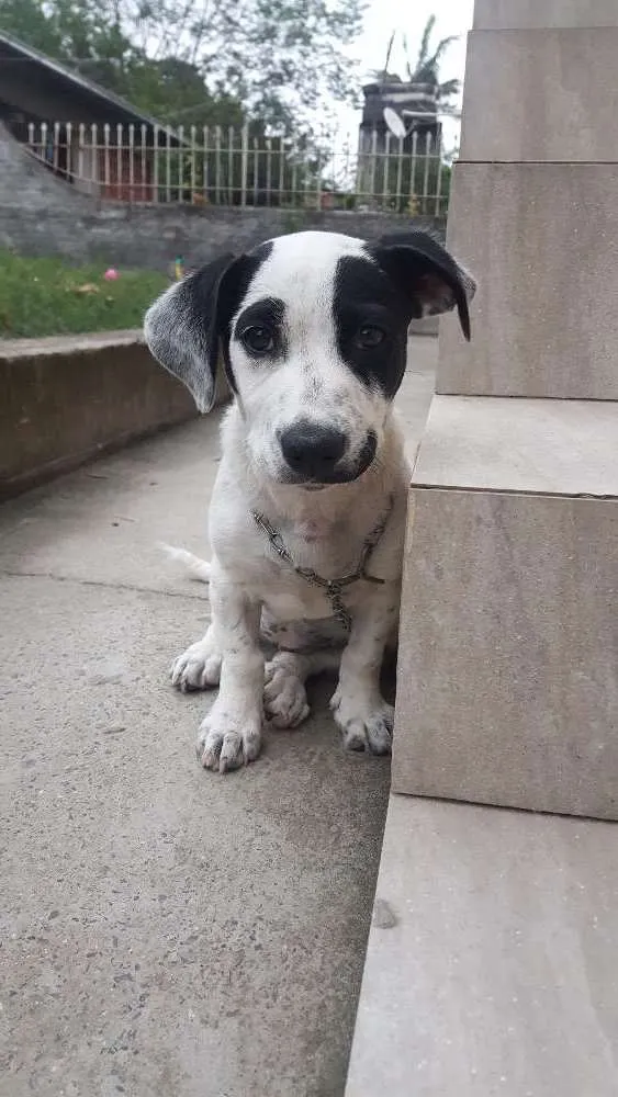 Cachorro ra a Vira lata idade 2 a 6 meses nome Lili