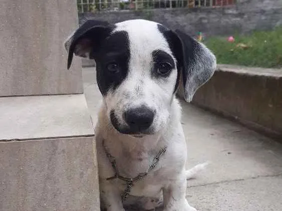 Cachorro ra a Vira lata idade 2 a 6 meses nome Lili