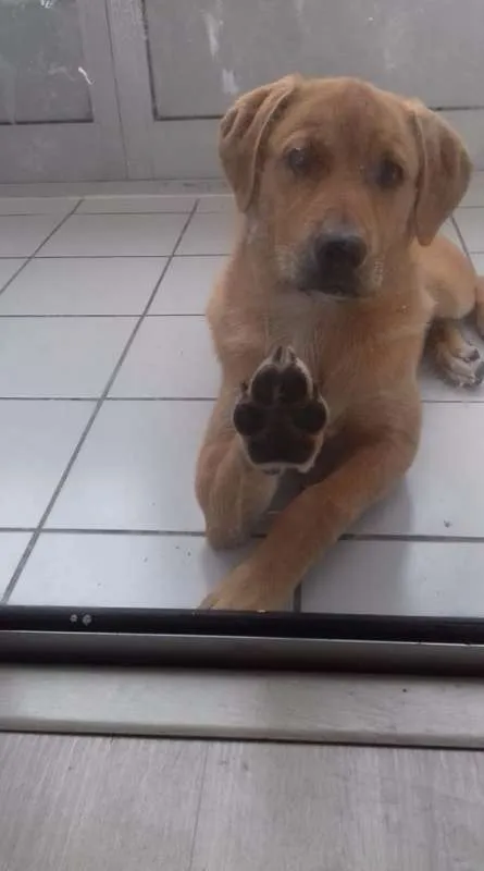 Cachorro raça srd idade 7 a 11 meses nome Pollyana