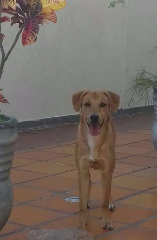 Cachorro raça srd idade 7 a 11 meses nome Pollyana