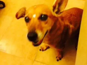 Cachorro raça SRD idade 6 ou mais anos nome Mel