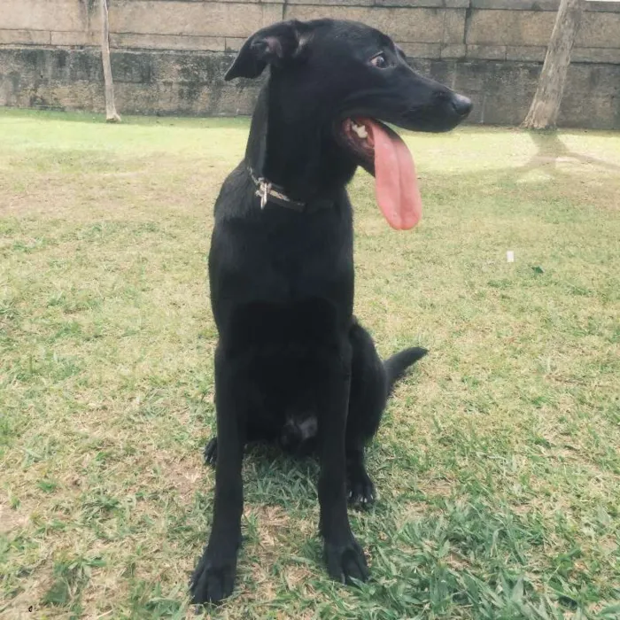 Cachorro ra a Vira lata idade 7 a 11 meses nome Saroo
