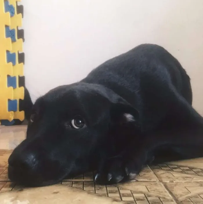 Cachorro ra a Vira lata idade 7 a 11 meses nome Saroo