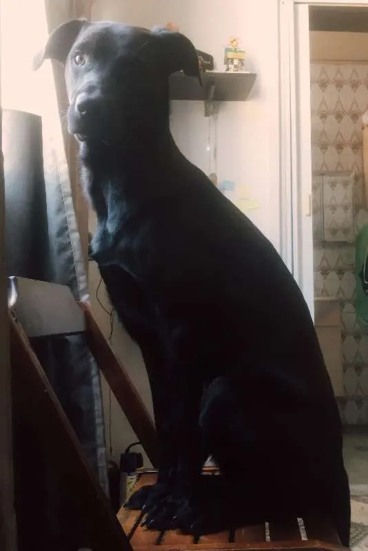 Cachorro ra a Vira lata idade 7 a 11 meses nome Saroo