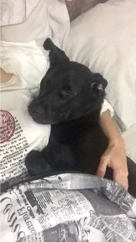 Cachorro ra a Vira lata idade 7 a 11 meses nome Saroo